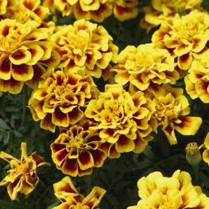 Marigolds